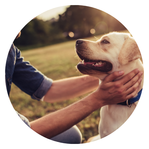 Zestaw Raypath do pielęgnacji zwierząt